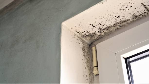 Forensic Mold Investigation in Bryson City, NC