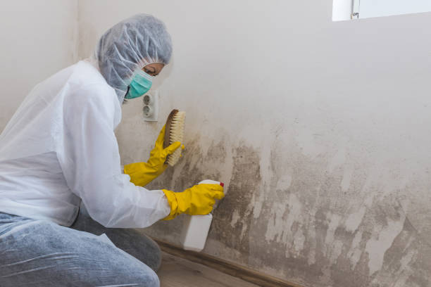 Best Mold Removal for HVAC Installations  in Bryson City, NC