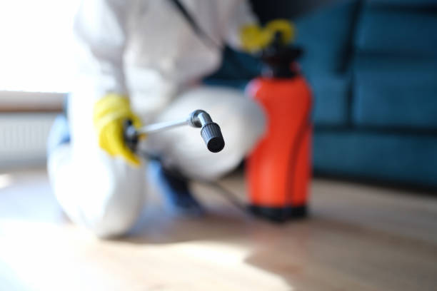 Best Basement Mold Removal  in Bryson City, NC